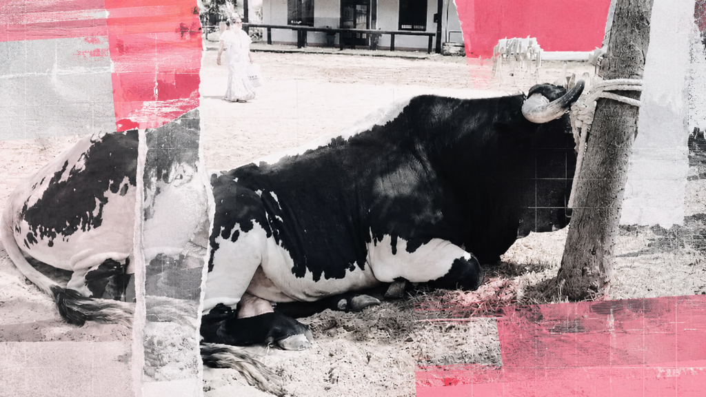 El Rocío vuelve a convertirse en una romería de muerte animal mientras las instituciones miran hacia otro lado