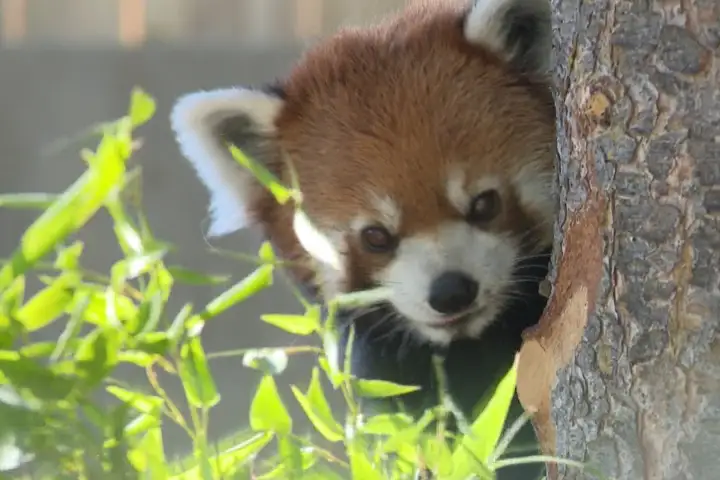 New Asia Highlands exhibit, with some new species, opens at the Calgary Zoo
